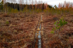 Pikalombi matkaraja Kuresoo laudtee taastamine