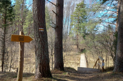 Forest Trails - metsateed