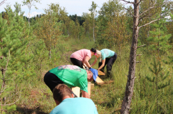 Pikalombi matkaraja Kuresoo laudtee taastamine