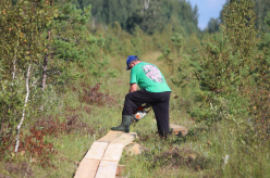 Pikalombi matkaraja Kuresoo laudtee taastamine