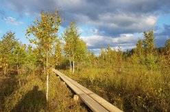 Pikalombi matkaraja Kuresoo laudtee taastamine